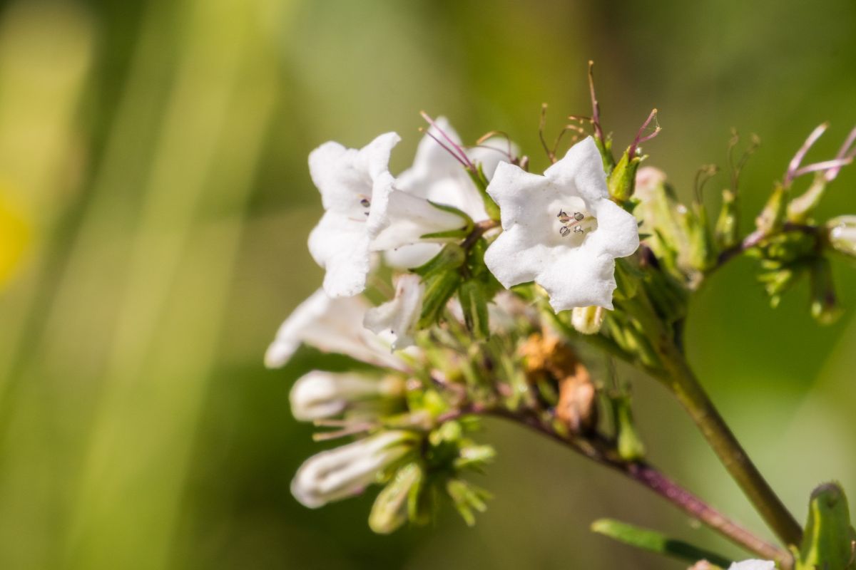 10 Fantastic Herbs For Spells You Need In Your Life Right Now