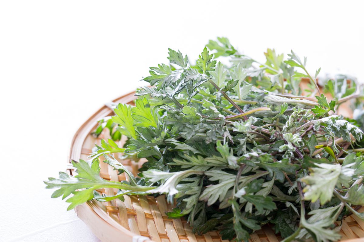 10 Fantastic Herbs For Spells You Need In Your Life Right Now