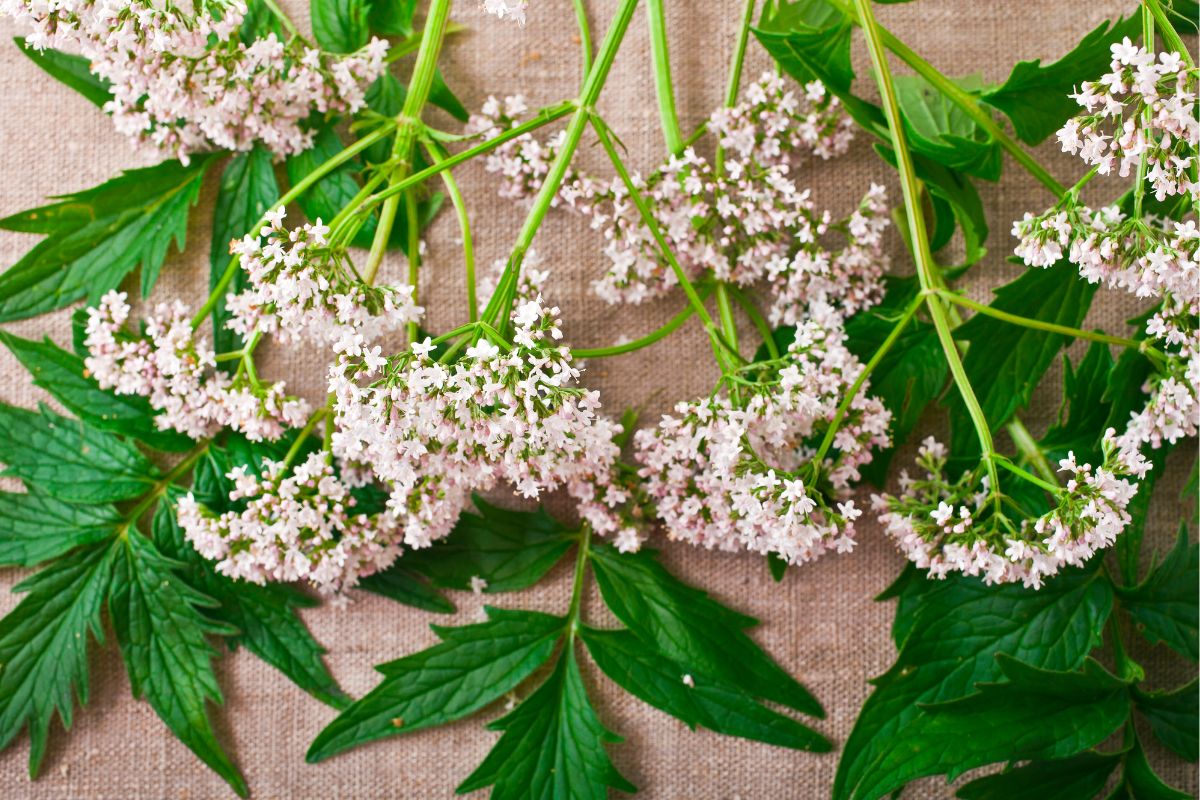 15-Best-Herbs-For-Love-To-Add-To-Your-Collection