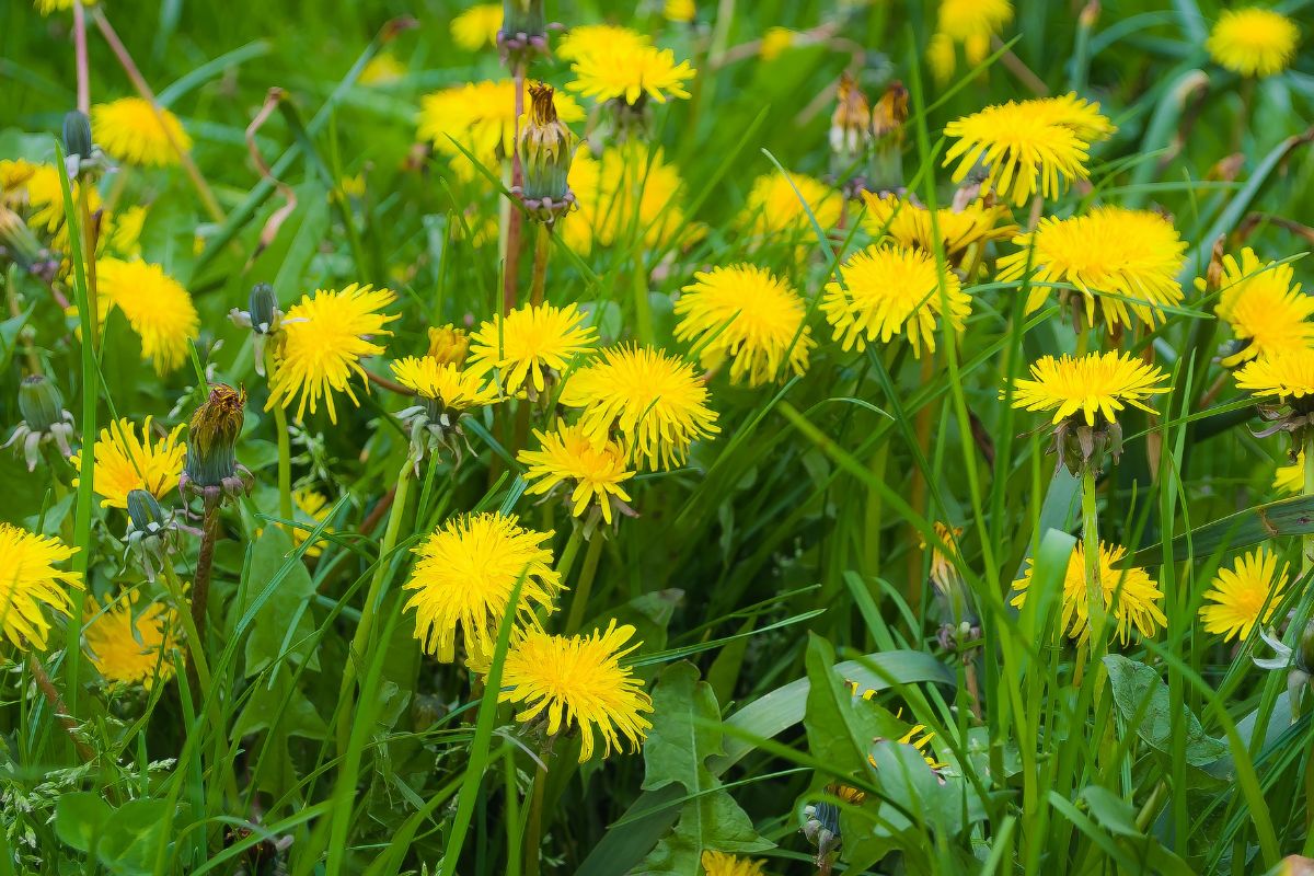 Dandelion