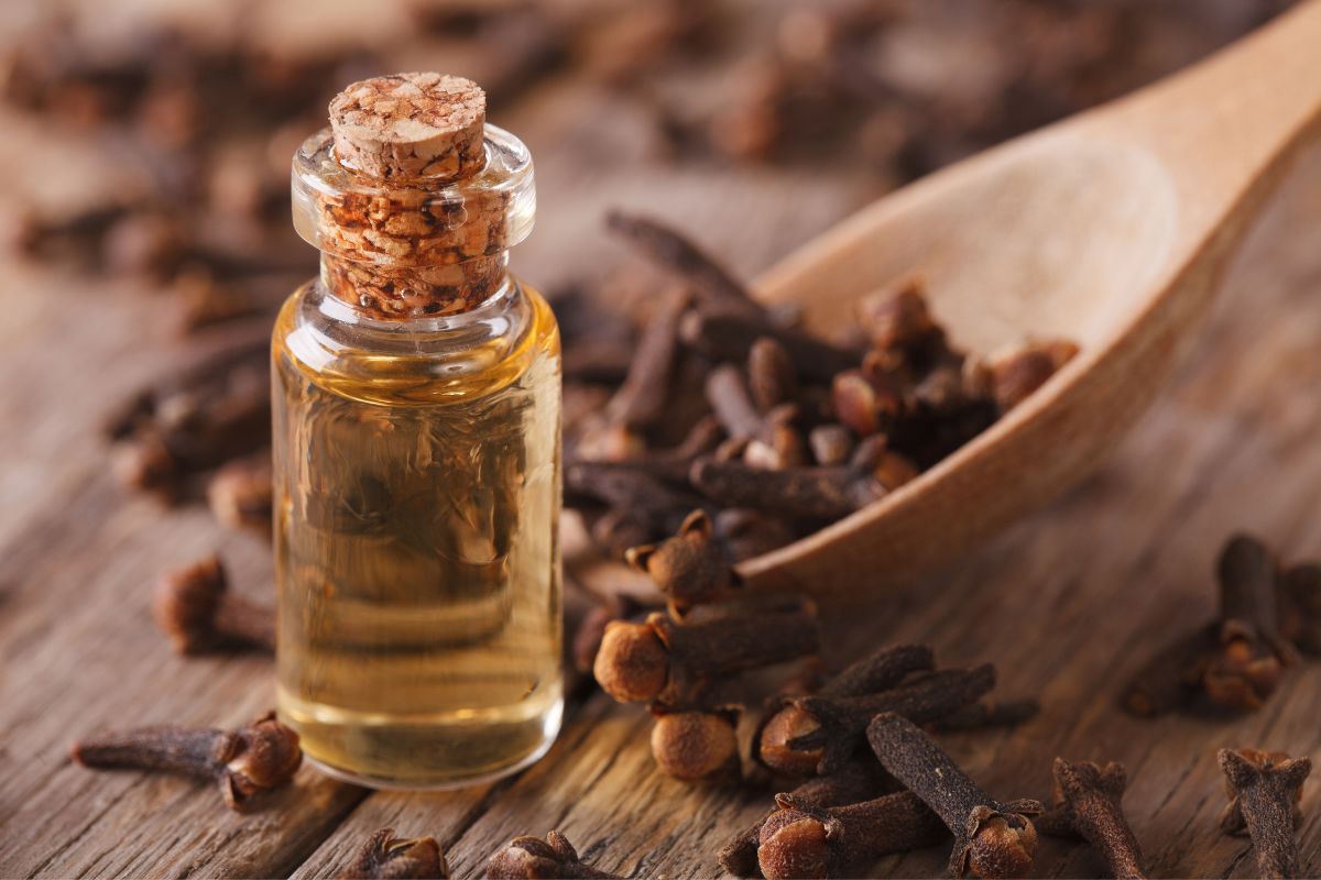 How-to-Make-Clove-Oil