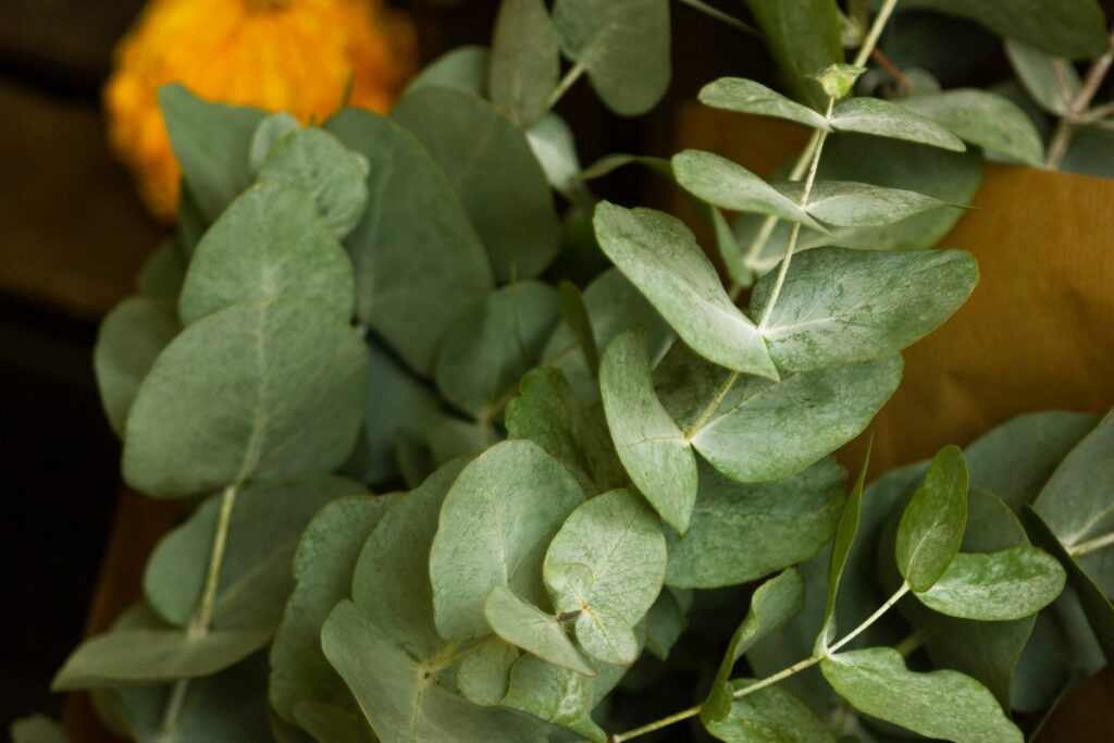 What Does Eucalyptus Smell Like? That Crystal Site