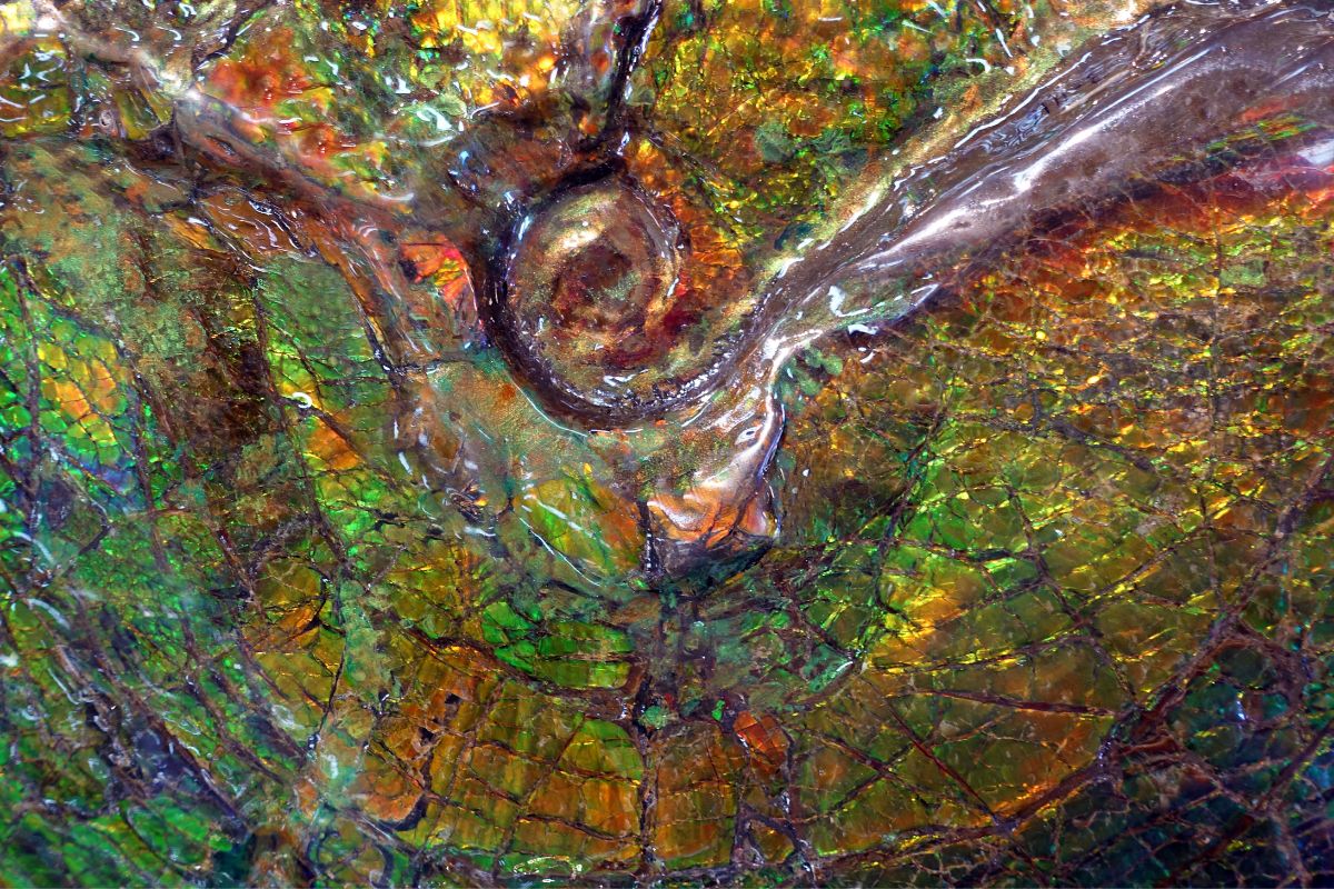 Ammolite