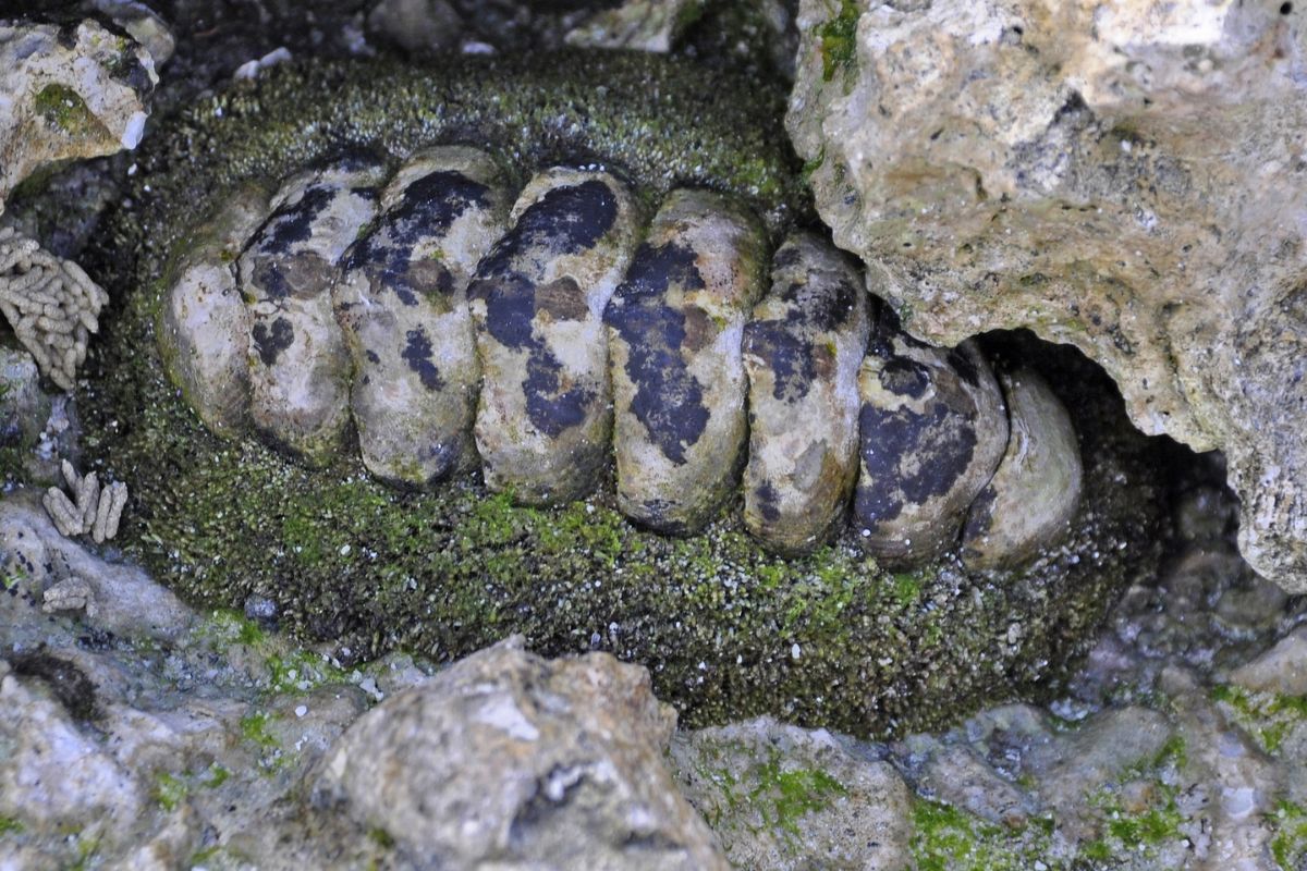 Black Fossil Coral