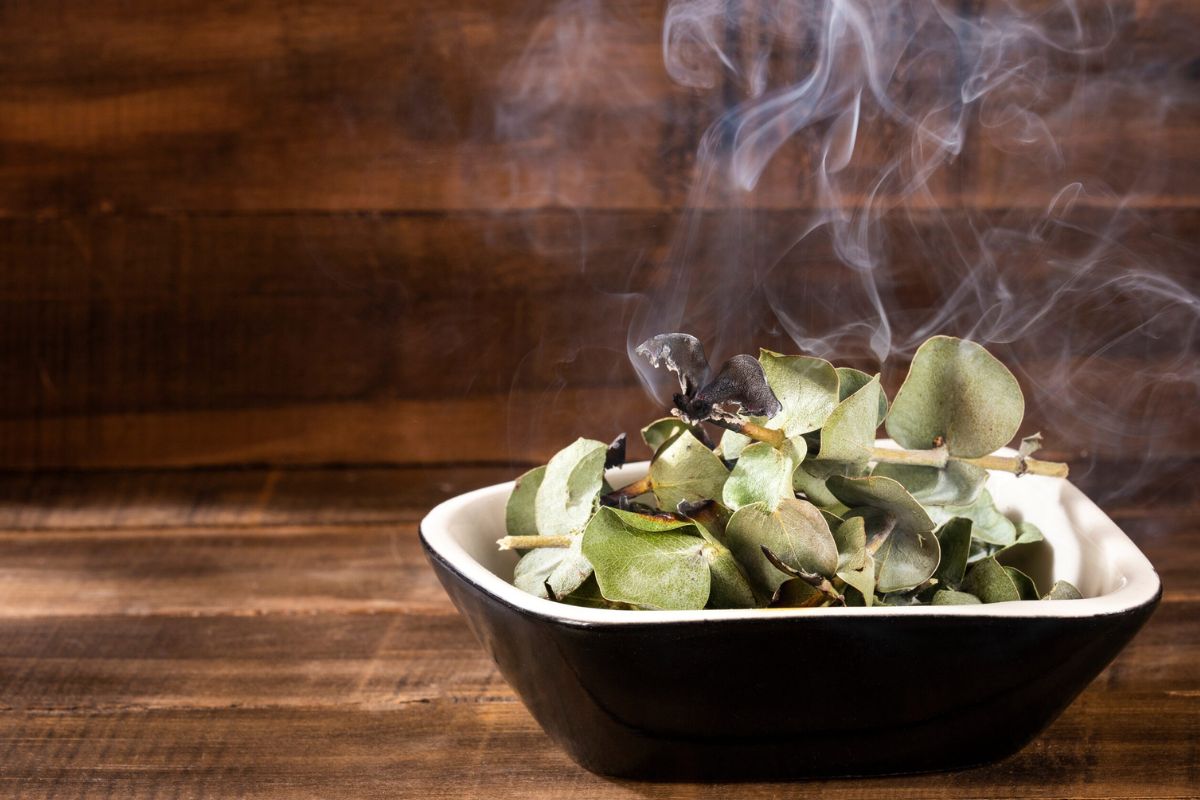 Eucalyptus Incense Your Complete Guide
