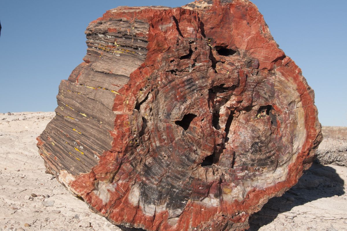 How Much Is Petrified Wood Worth?