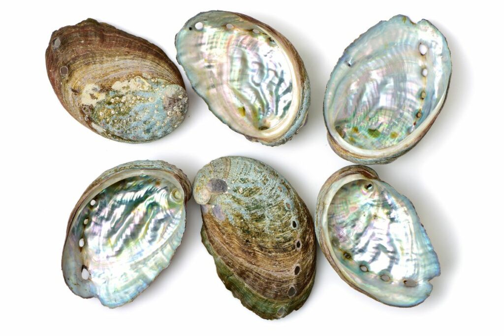 What Is Abalone And Why Is It So Special